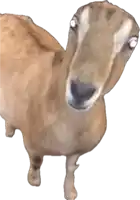 a close up of a goat 's face with white eyes