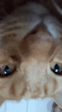 a close up of a cat 's eyes with a blue pupil