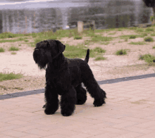 a black dog is standing on a brick sidewalk near a body of water