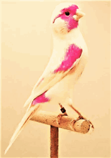 a pink and white bird perched on a wooden perch