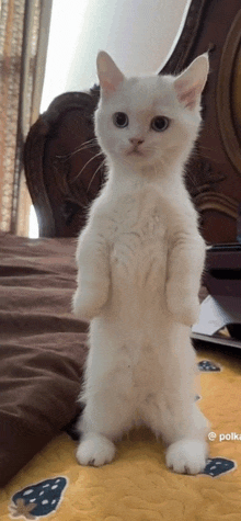 a white cat standing on its hind legs on a bed with polka dot sheets