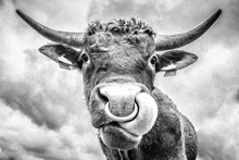 a black and white photo of a bull with a tag on its ear that says ' aa '