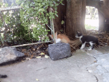 a cat and a kitten are standing next to each other