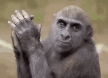 a gorilla is waving at the camera with his hands .