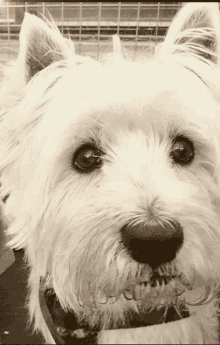 a close up of a white dog 's face