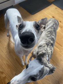 two dogs are looking at the camera with their noses pointed at the camera