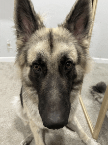 a close up of a german shepherd 's face looking at the camera