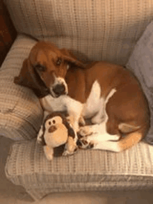 a dog is laying on a couch with a stuffed monkey in its mouth .