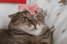 a cat wearing a pink bow on its head is laying on a bed .