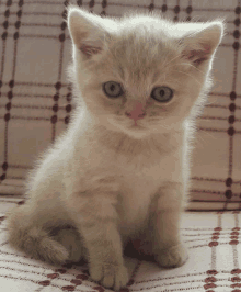 a small white kitten with blue eyes is sitting on a couch