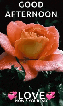 a good afternoon love how 's your day greeting card with a pink rose .