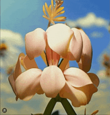 a close up of a flower with a blue sky behind it