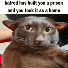 a cat with a funny caption that says hatred has built you a prison and you took it as a home