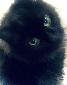 a close up of a black cat 's face with blue eyes