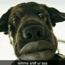 a close up of a dog 's face with the words `` lemme sniff ur ass '' written on it .