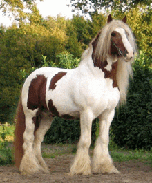 a brown and white horse with a long mane standing in the dirt