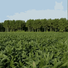 a field of green plants with trees in the background and a cat 's eye with the word collective on it