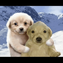 two puppies are hugging each other in front of mountains