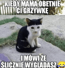 a black and white cat is sitting on a sidewalk with a foreign language caption