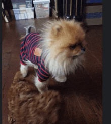 a pomeranian dog wearing a striped shirt stands next to a cat