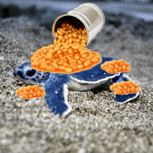 a can of baked beans being poured on a turtle