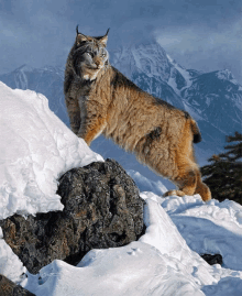 a painting of a lynx standing on a snowy rock