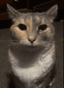 a close up of a cat 's face with a black eye