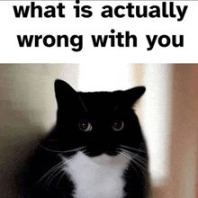 a black and white cat with the words " what is actually wrong with you " above it