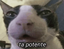 a close up of a black and white cat 's face with the words ta potente written on it .