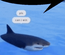 a shark is swimming in the water with a speech bubble that says pls can i win .