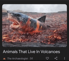 a picture of a shark surrounded by lava with the words animals that live in volcanoes below it