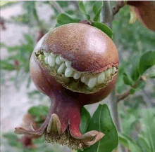 a pomegranate that has been cut in half with seeds still inside