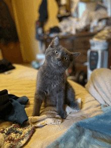 a gray cat sitting on a bed looking up at the camera