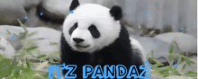 a picture of a panda bear with the words " itz pandaz " written below it