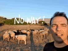 a man stands in front of a herd of sheep with the words " no way " written in white letters