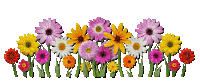 a bunch of flowers are lined up in a row with the word remix on the bottom