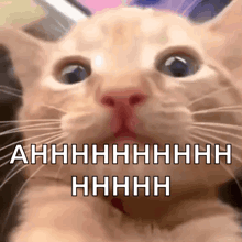 a close up of a cat 's face with the words ahhhh written above it
