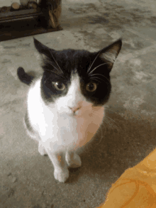 a black and white cat standing on a concrete surface