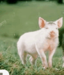 two pigs are standing in a grassy field .