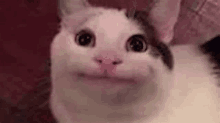 a close up of a cat making a funny face while looking at the camera .