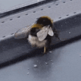 a close up of a bee sitting on a ledge on a window sill .