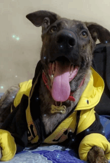 a dog wearing a yellow and black jacket with the name bruno on it