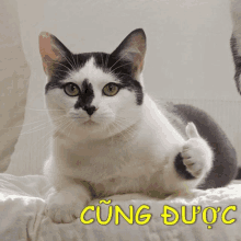 a black and white cat giving a thumbs up in front of a sign that says " cùng được "