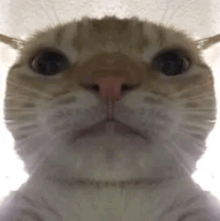 a close up of a cat 's face on a white background