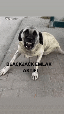 a dog laying on a sidewalk with blackjack emlak aktif written on the bottom right