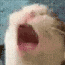 a close up of a white cat yawning with its mouth wide open .