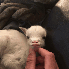 a person is holding a small white baby goat with a funny face