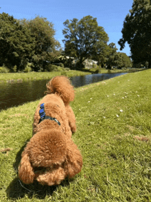 a small brown dog with a blue leash is laying in the grass near a river