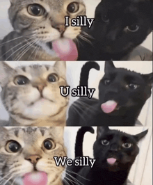 three cats with their tongues out and the words i silly u silly and we silly