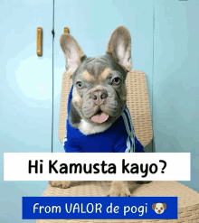 a dog wearing a blue shirt is sitting on a chair with the words hi kamusta kayo from valor de pogi below it